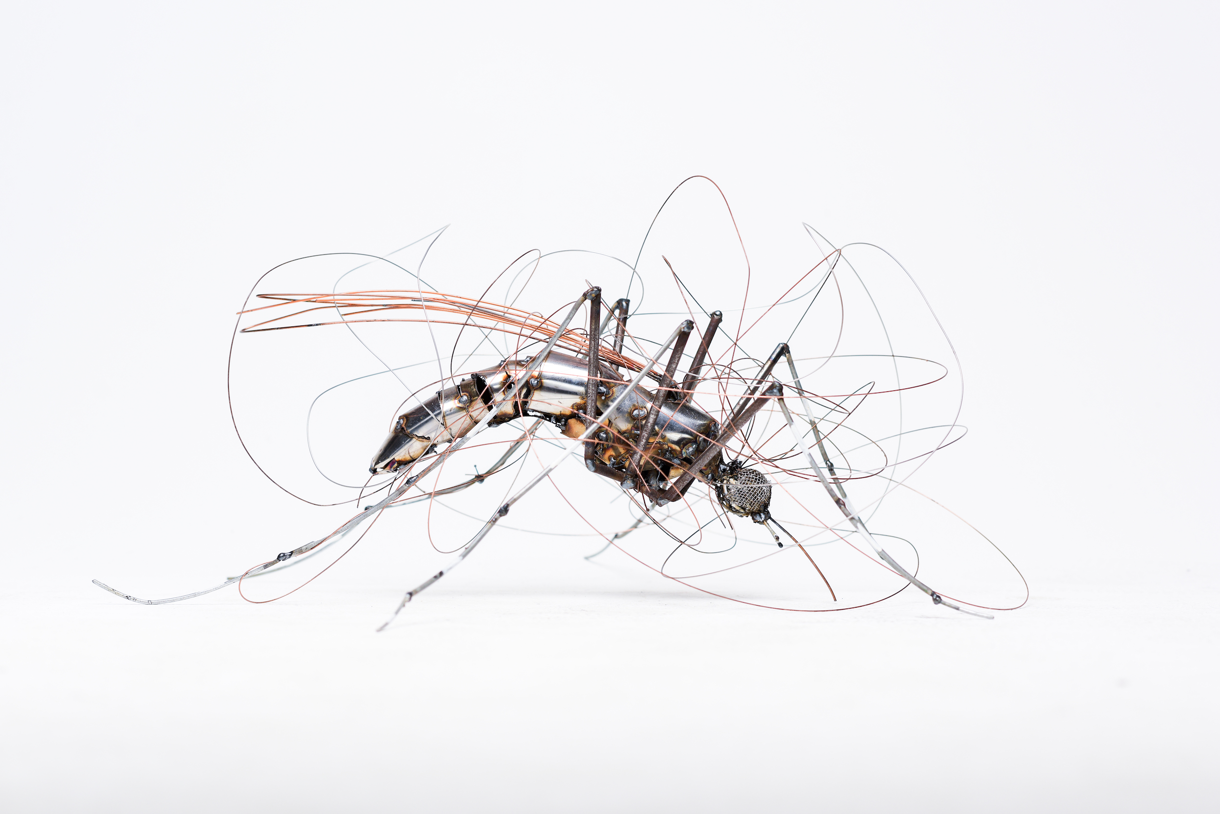 Florida Mosquito